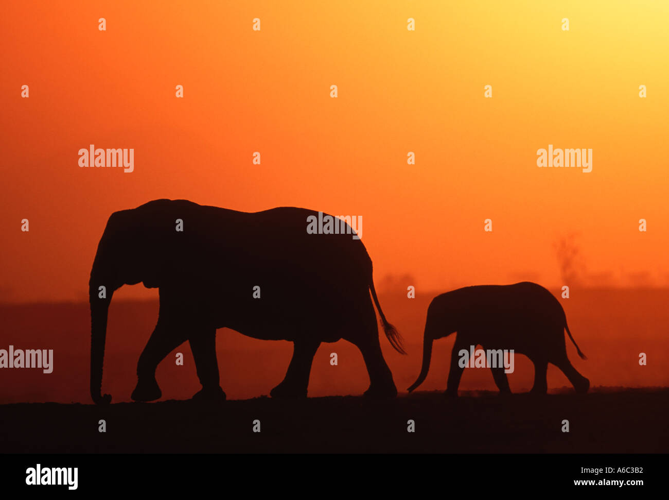 African elephant Loxodonta africana In silhouette against sunset Sub ...