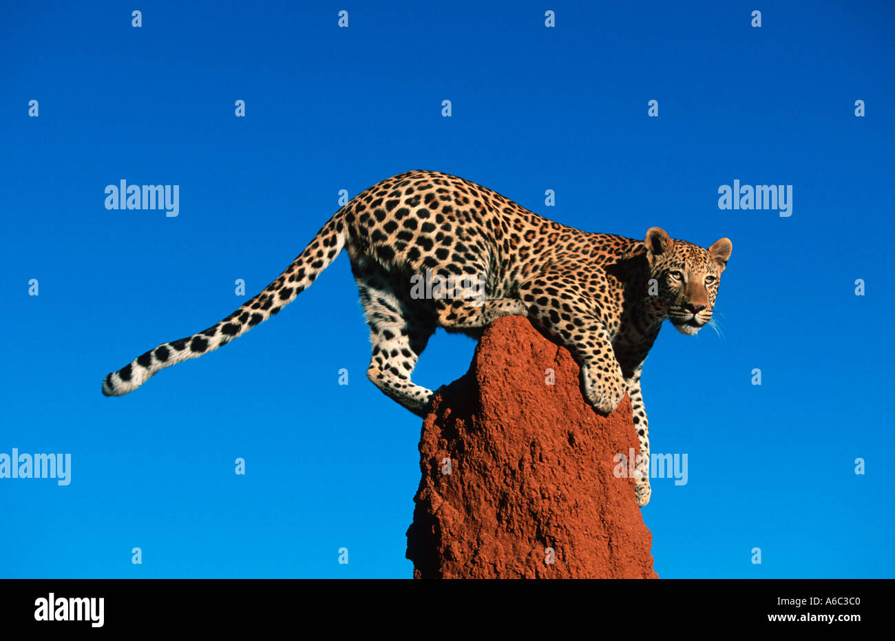 Leopard Panthera pardus Leopard using termite mound as a vantage point Africa to Far East South East Asia Stock Photo