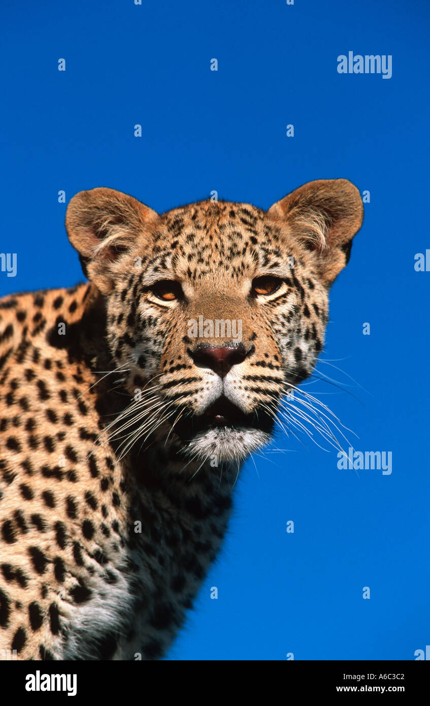 Leopard Panthera pardus Largest of Africa s spotted cats Africa to Far