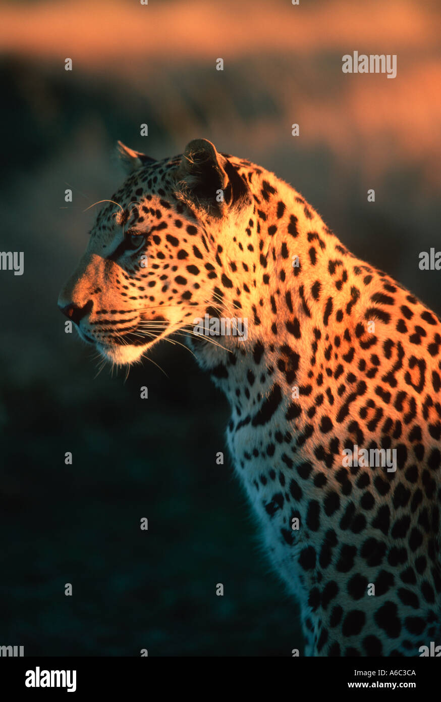 Leopard Panthera pardus Largest of Africa s spotted cats Africa to Far