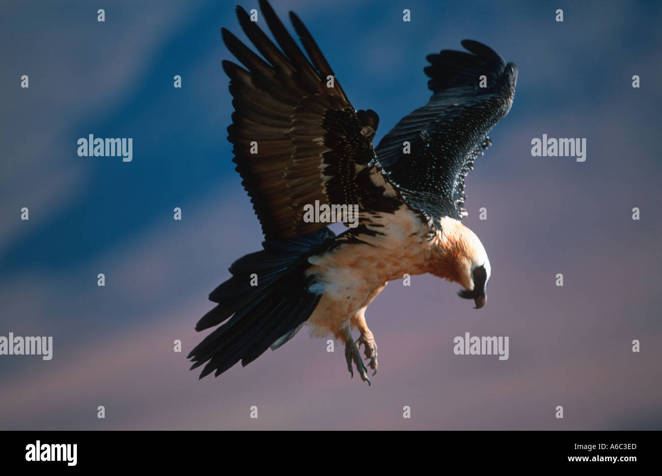 Bearded Vulture Lammergeier Gypaetus barbatus Landing Vulnerable Drakensberg Mountains South Africa Africa Europe Asia Stock Photo