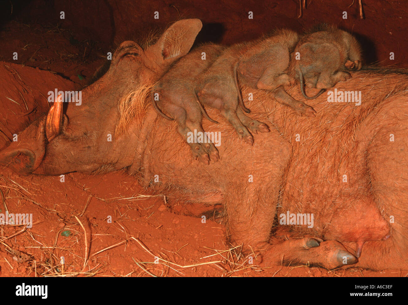 Warthog Phacochoerus aethiopicus 8 day old piglets in burrow sleep on ...