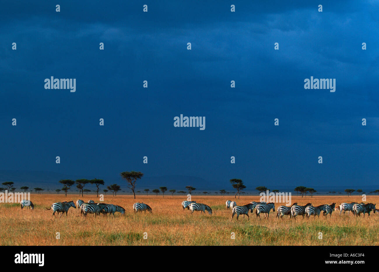 Burchells zebra Equus burchelli Migration on plains of the Mara Maasai Masai Mara G R Kenya South Central Eastern Africa Stock Photo