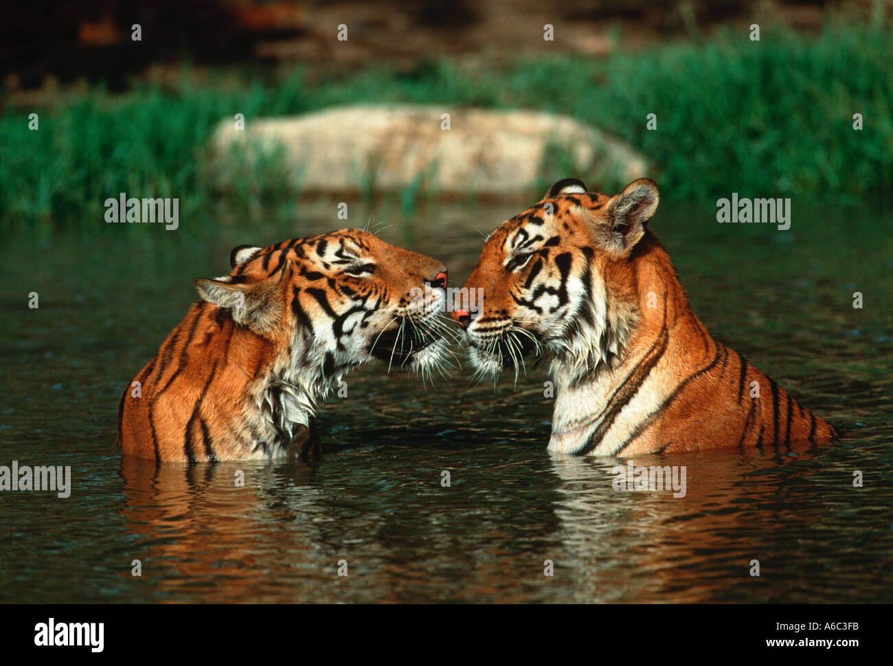 Tiger Panthera tigris Swimming in hot weather Endangered Corbett National Park India Asia extinct in much of its range Stock Photo
