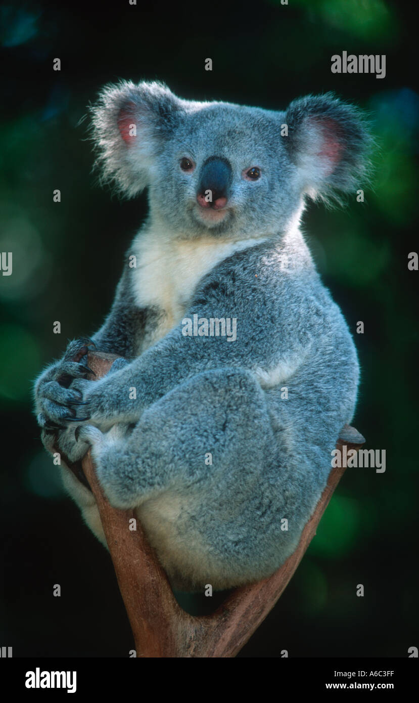 Koala Phascolarctos Cinereus Arboreal Marsupial Feeds On Eucalyptus koala-phascolarctos-cinereus-arboreal-marsupial-feeds-on-eucalyptus