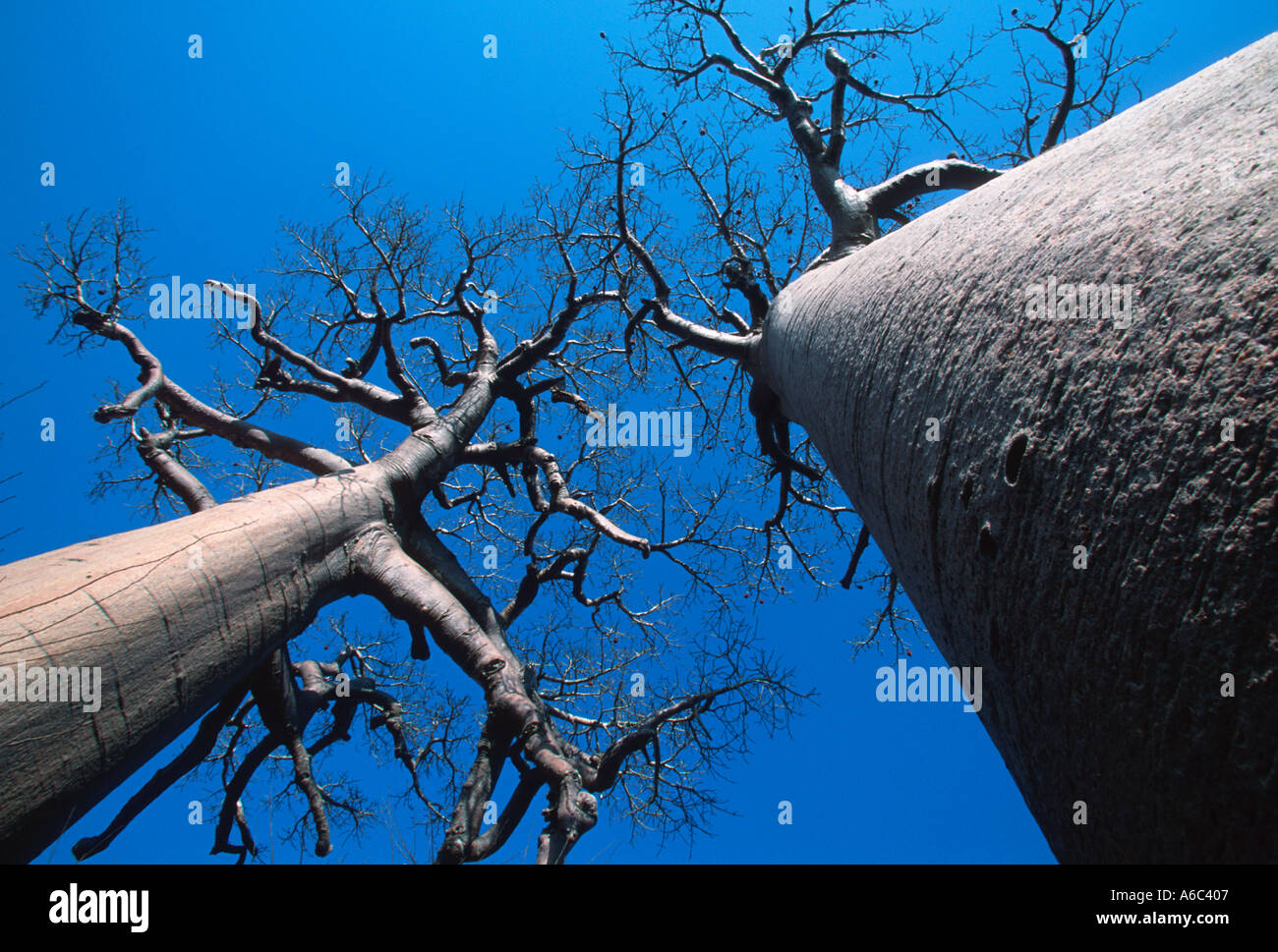Baobab tree Adansonia grandidieri Morondava Madagascar Stock Photo - Alamy
