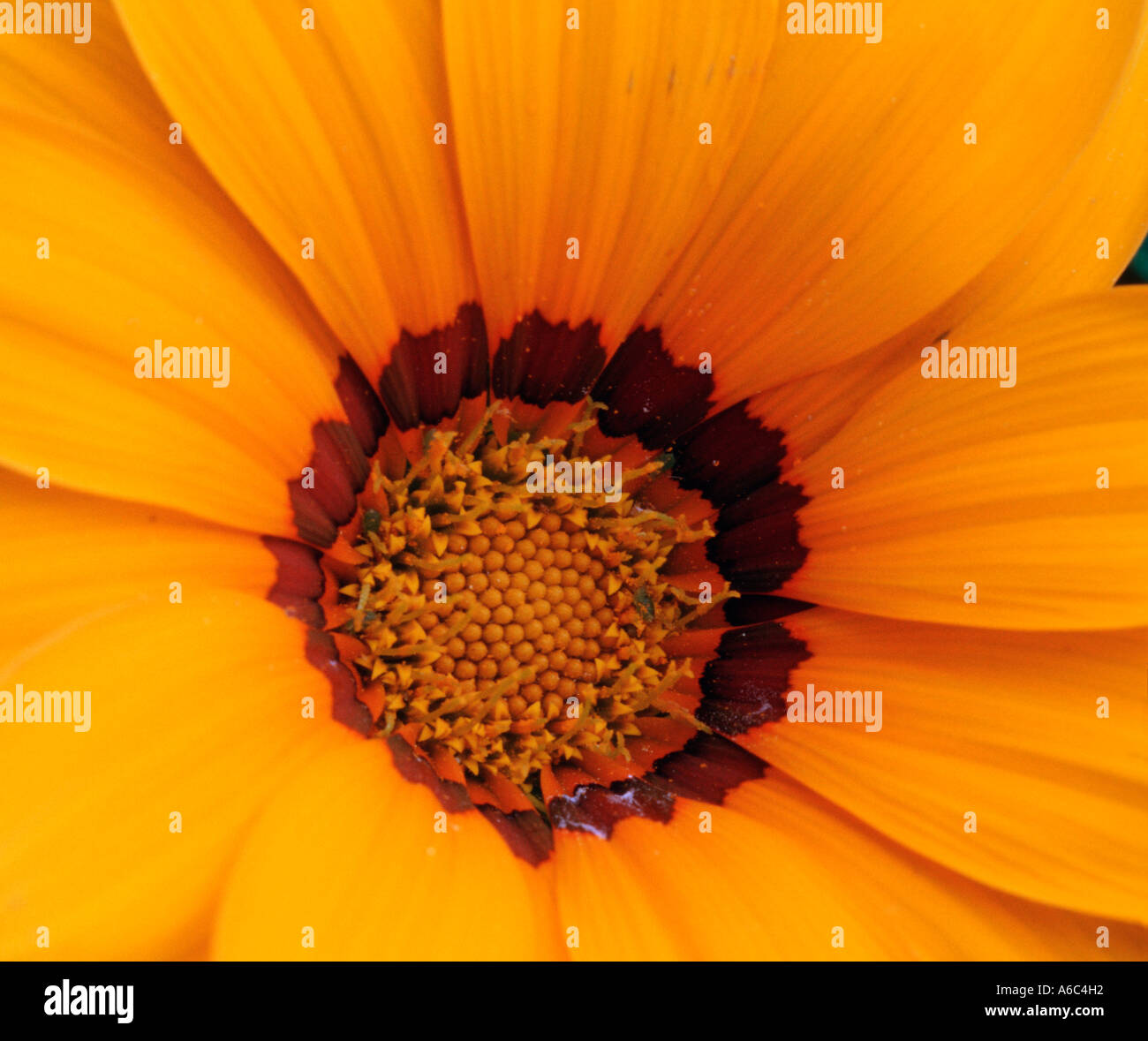 The middle of a gazania yellow flower Stock Photo