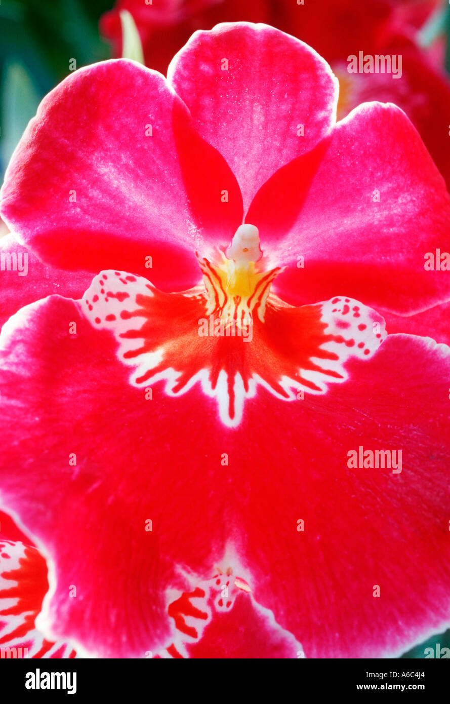 Detail of rare orchid miltonia Stock Photo