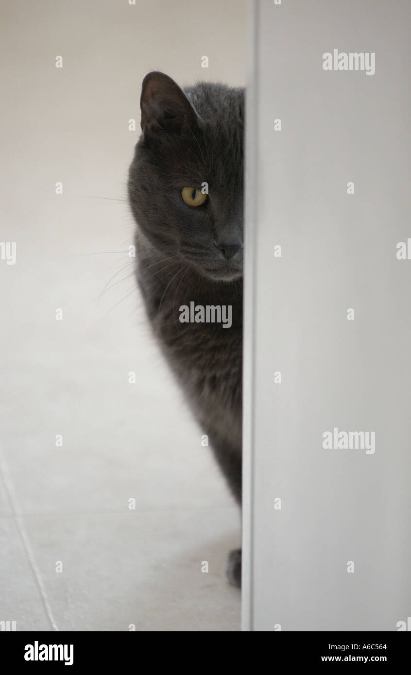 Cat hiding behind refrigerator Stock Photo