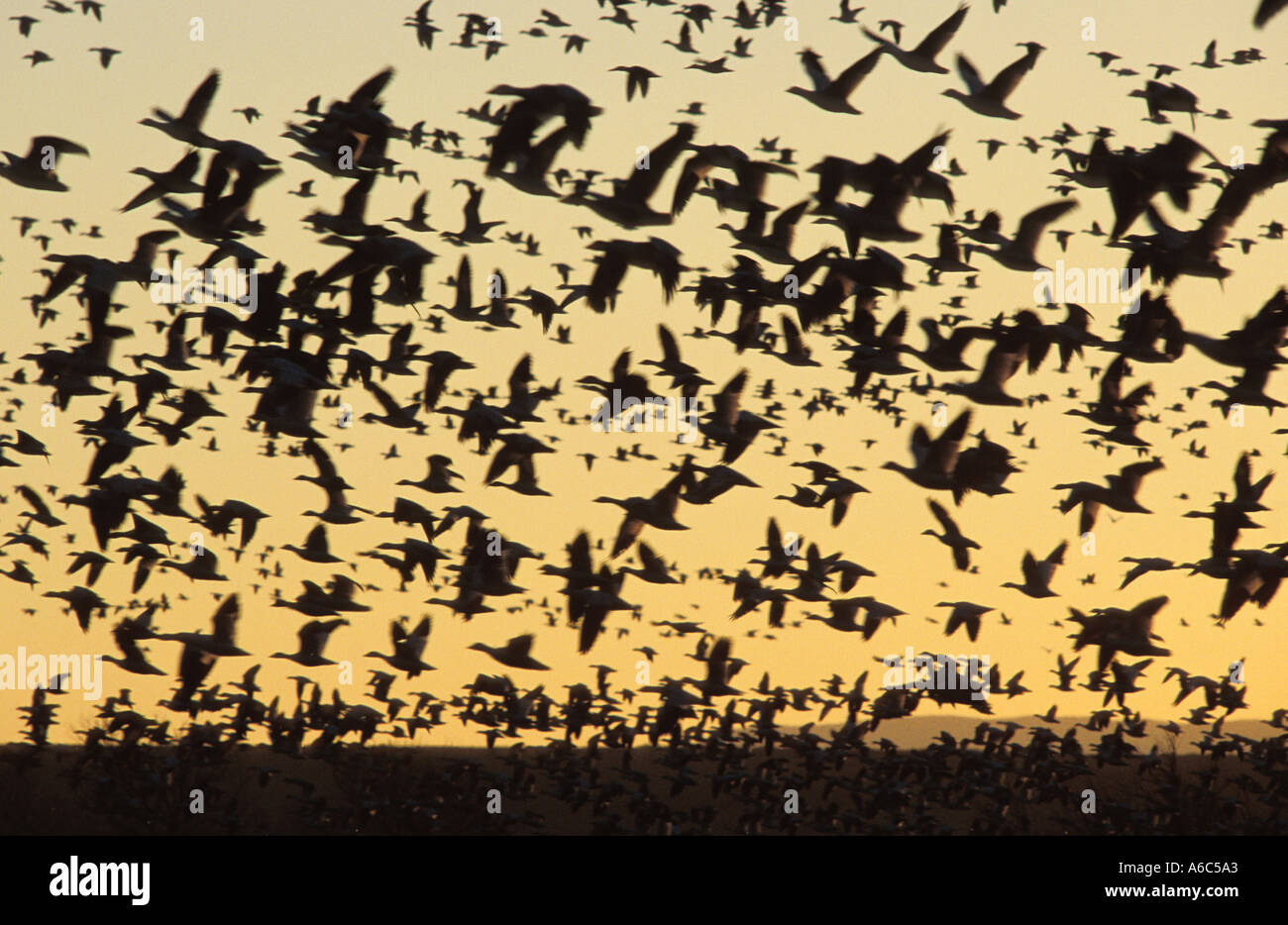 Sunrise snow geese lift off hi-res stock photography and images - Alamy