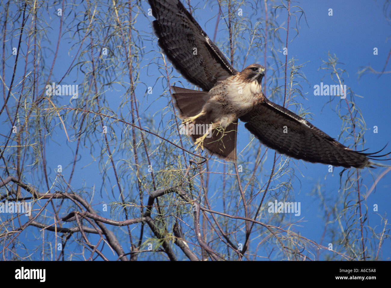 Red tailed Hawk Buteo jamaicensis in flight Stock Photo - Alamy
