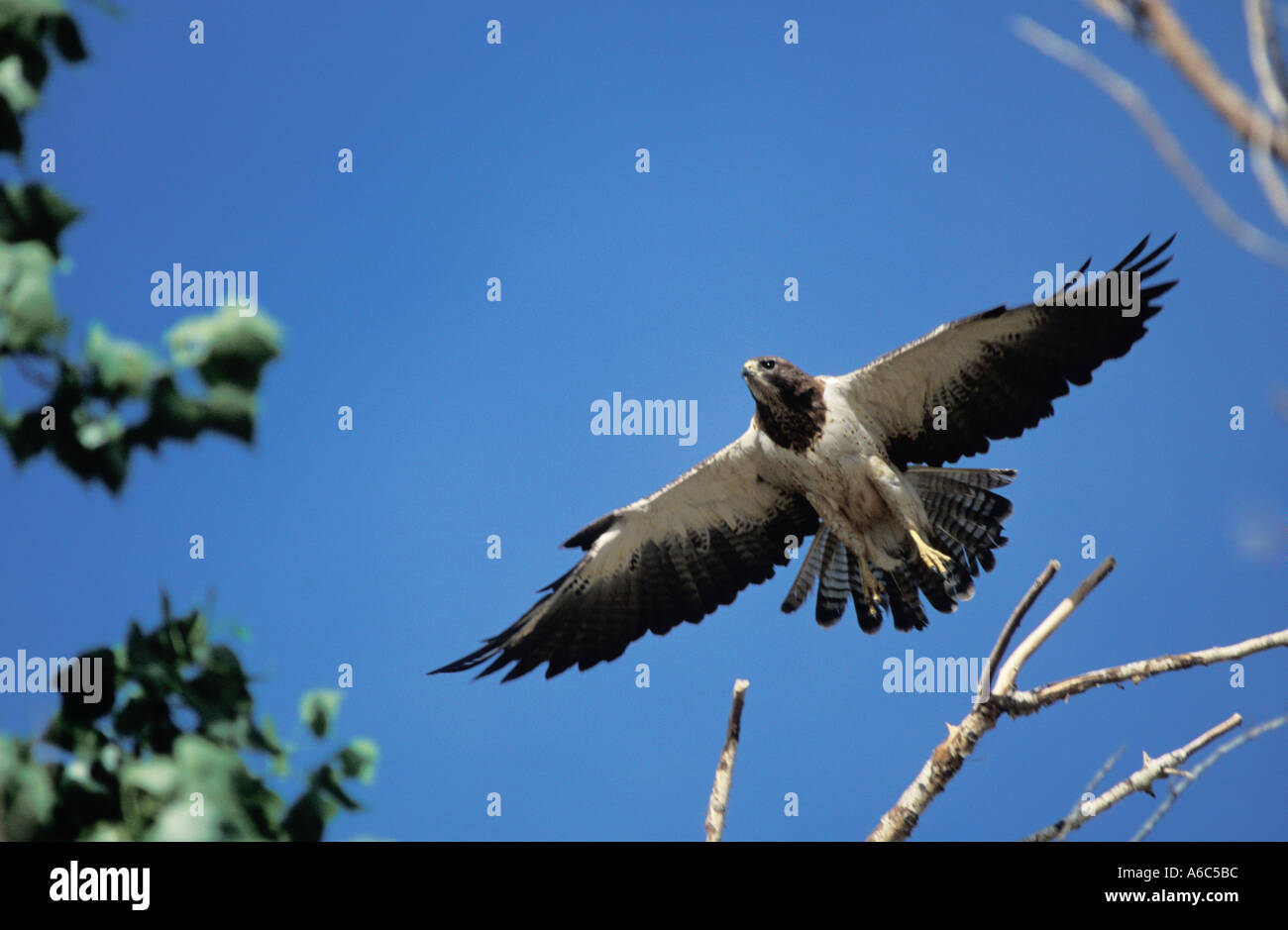 Swainson hawks hi-res stock photography and images - Alamy