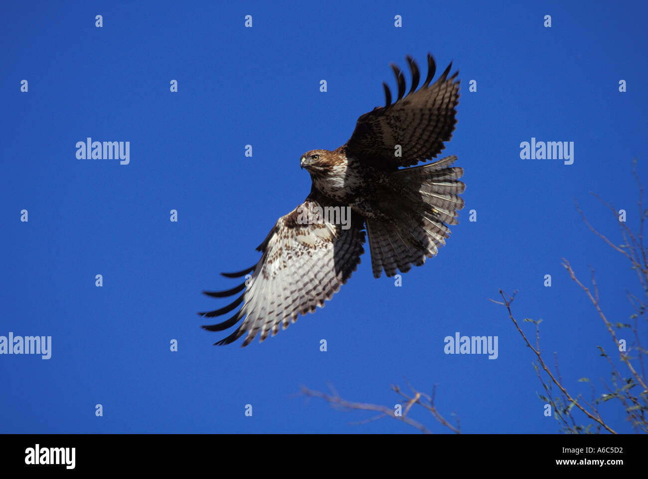 Red tailed Hawk Buteo jamaicensis in flight Stock Photo - Alamy
