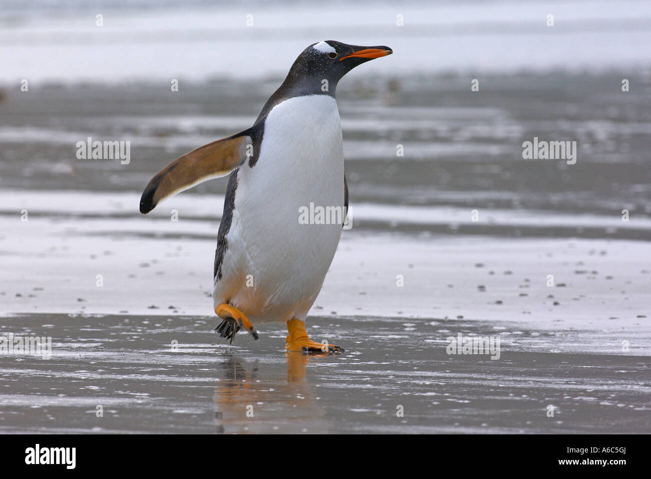 Gentoo penguin Pygoscelis papua adult coming ashore Carcass Island Falkland Islands January 2007 Stock Photo