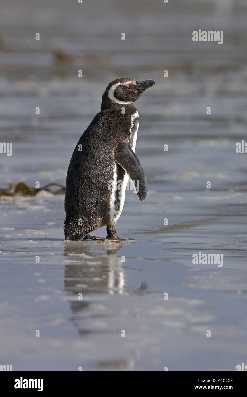 Magellanic penguin Spheniscus magellanicus adult on beach Carcass Island Falkland Islands January 2007 Stock Photo