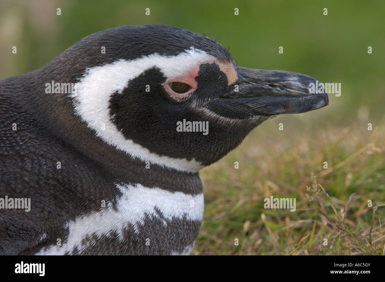 Magellanic penguin Spheniscus magellanicus portrait Carcass Island Falkland Islands January 2007 Stock Photo