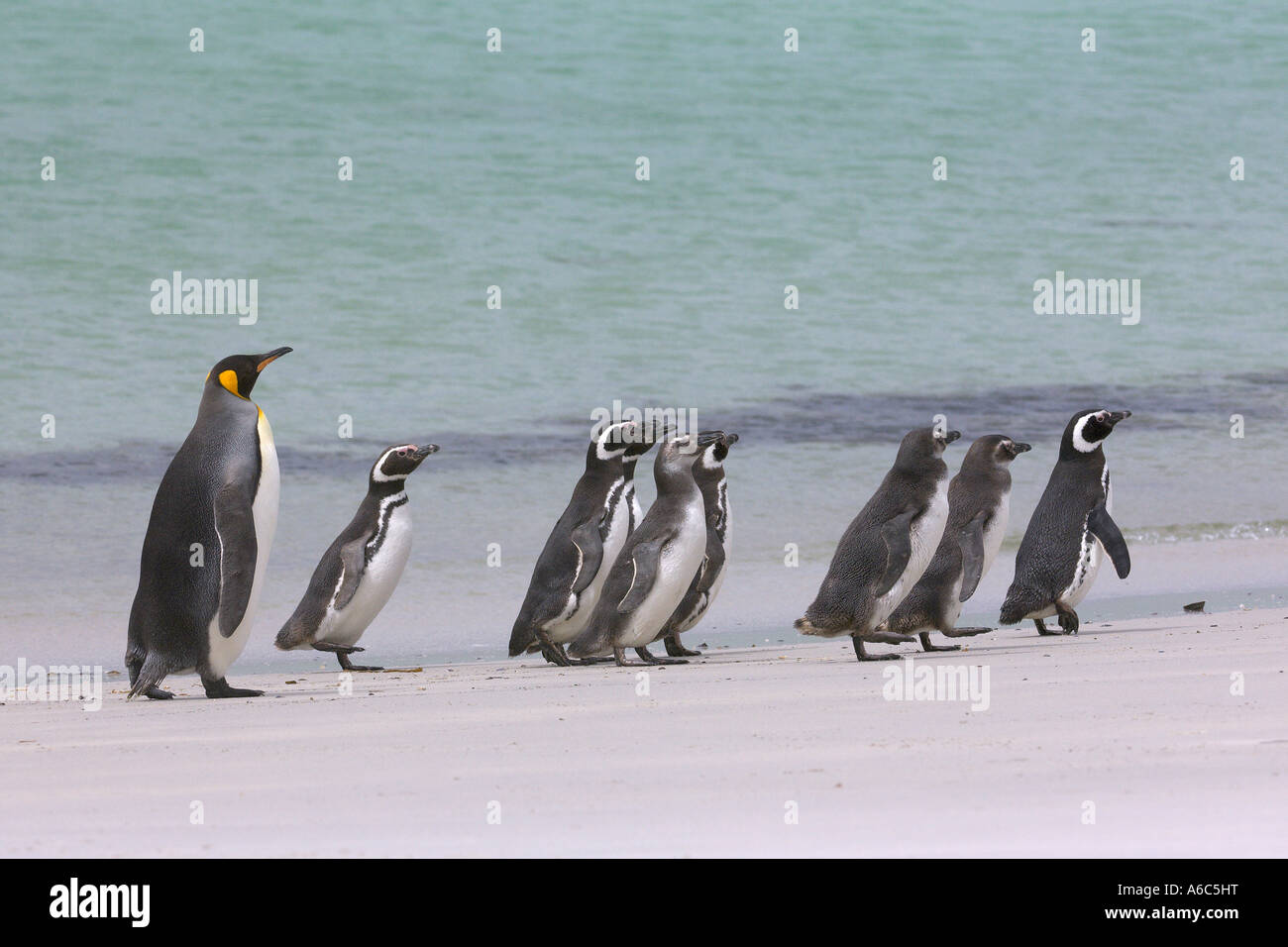 King penguin Aptenodytes patagonicus and Magellanic penguins Spheniscus magellanicus Stock Photo