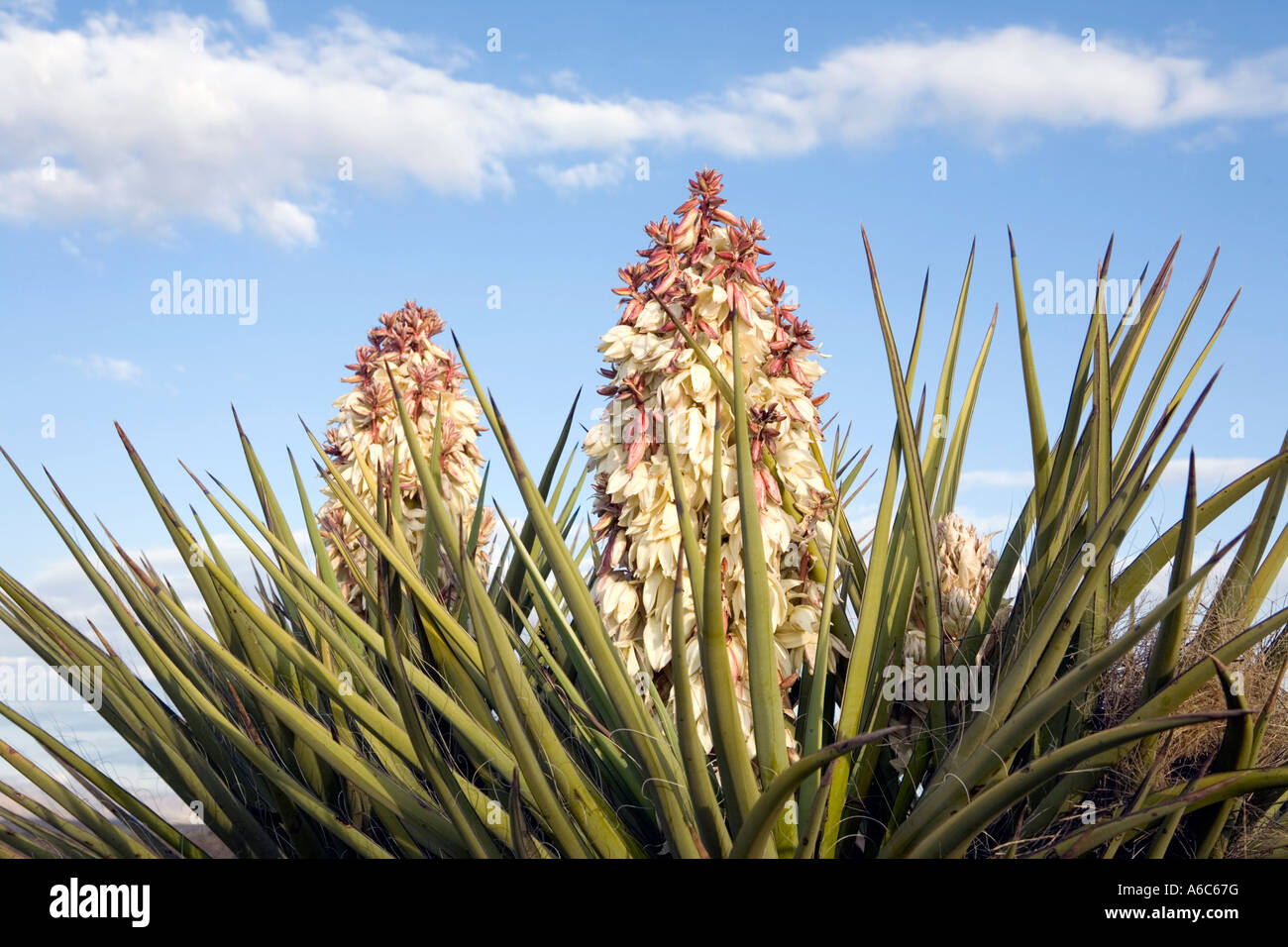 Blooming Yucca cactus in West Texas in the north tip of the Chihuahuan Desert Stock Photo