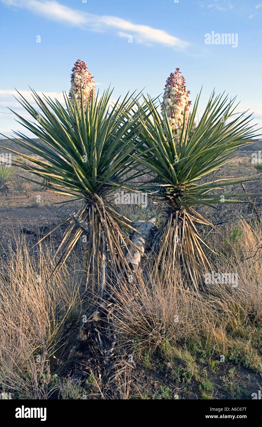 Blooming Yucca cactus in West Texas in the north tip of the Chihuahuan