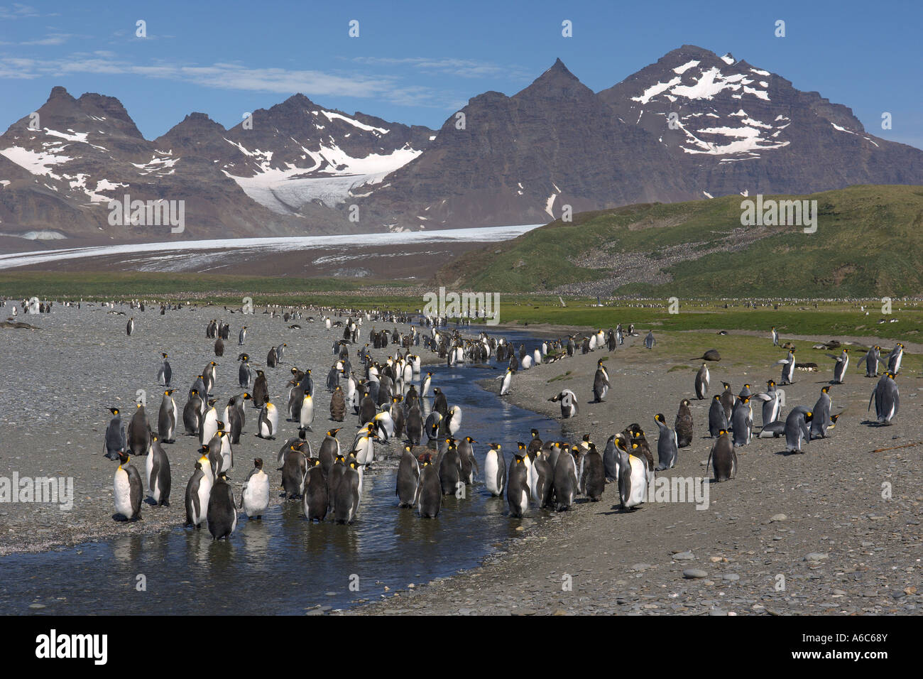 King penguins Aptenodytes patagonicus at Salisbury Plain South Georgia Antarctica January 2007 Stock Photo