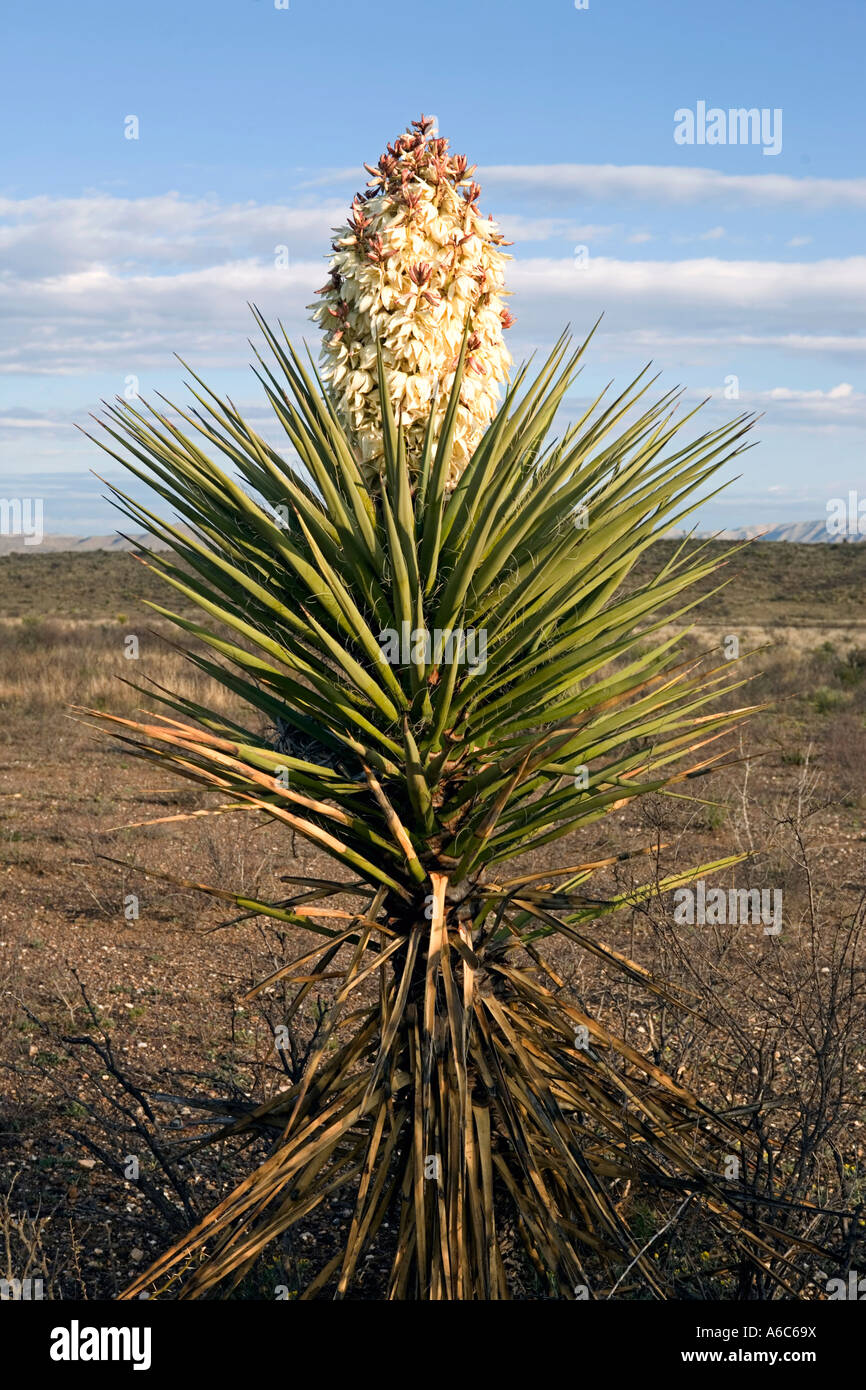 Blooming Yucca cactus in West Texas in the north tip of the Chihuahuan