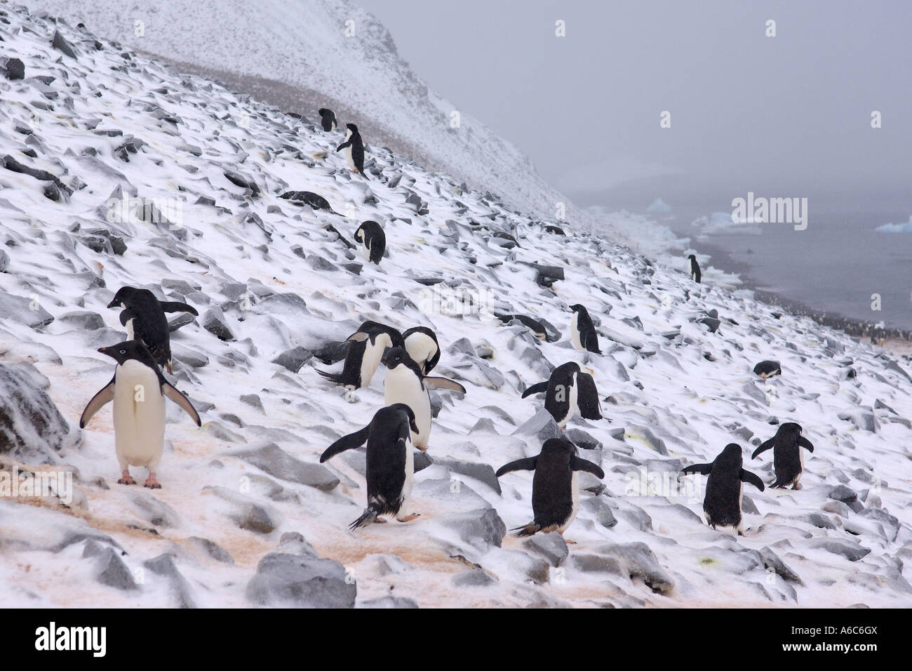 Adélie penguins Pygoscelis adeliae in snow Paulet Island Antarctica January 2007 Stock Photo