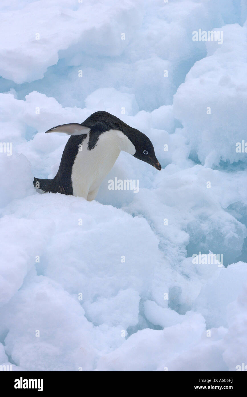 Adélie penguin Pygoscelis adeliae in snow Paulet Island Antarctica January 2007 Stock Photo