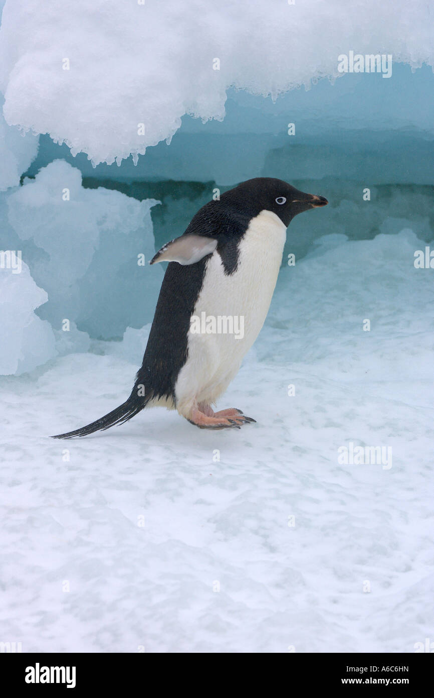 Adélie penguin Pygoscelis adeliae in snow Paulet Island Antarctica ...