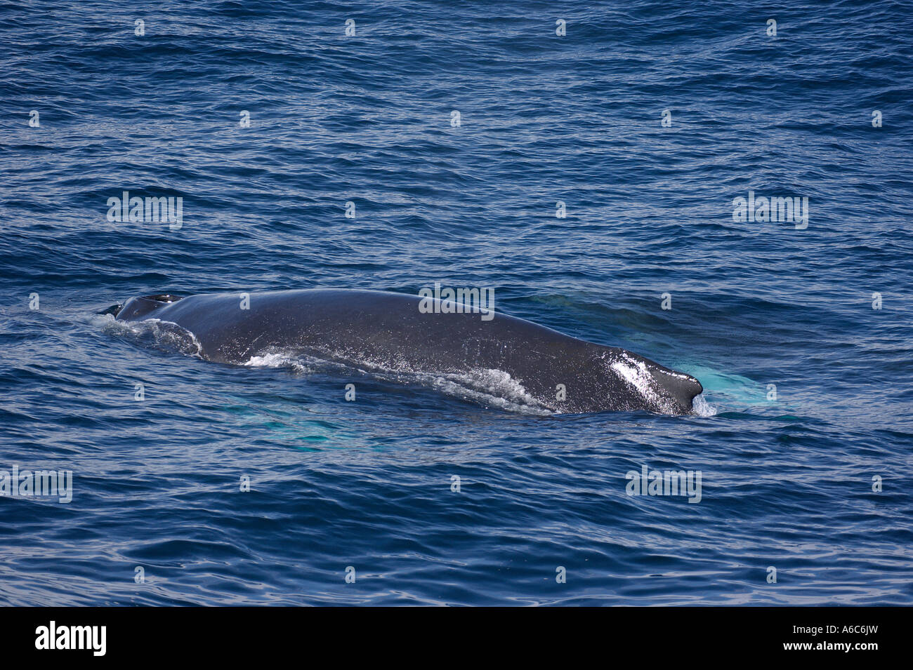 Humpback whale Megaptera novaeangliae surfacing South Shetland Isles Antarctica January 2007 Stock Photo