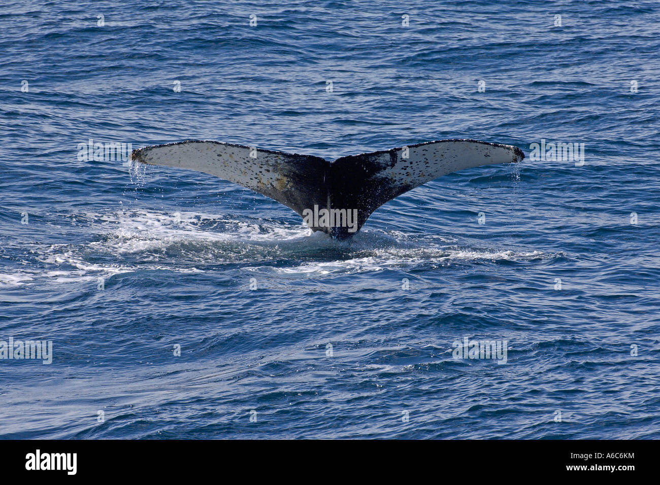 Humpback whale Megaptera novaeangliae diving showing tail flukes South Shetland Isles Antarctica January 2007 Stock Photo