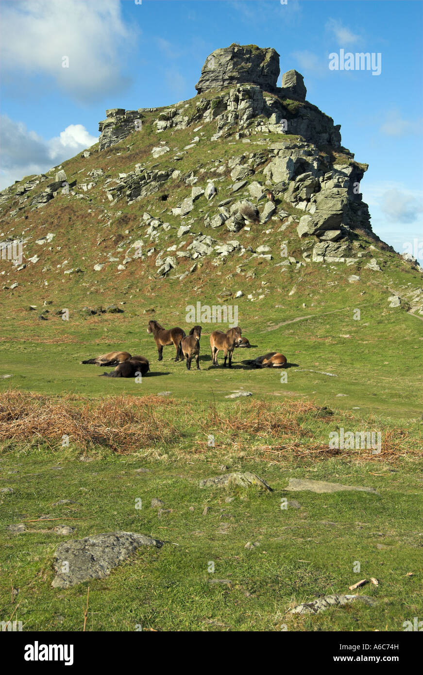 Exmoor ponies resting in front of Castle Rock, The Valley of Rocks, Lynton, Devon Stock Photo