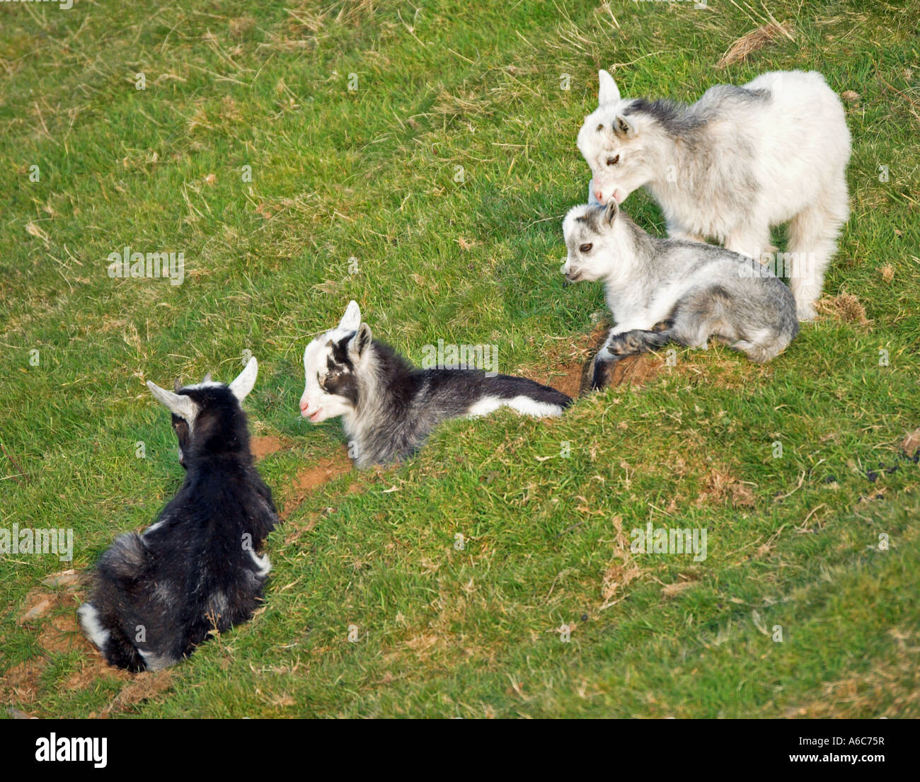 Kid goats at Valley of Rocks, North Devon Stock Photo