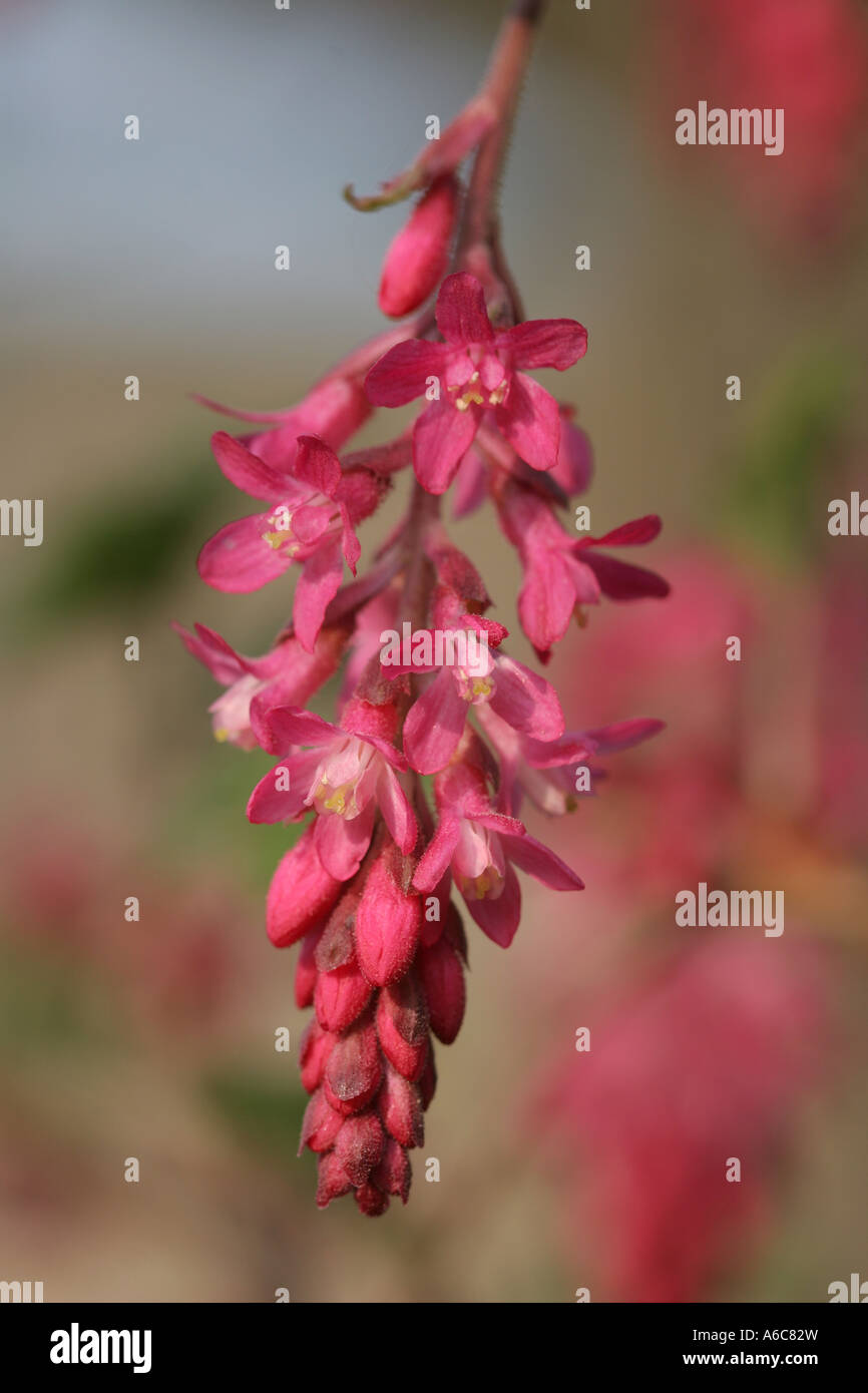 Red Flowering Currant - Ribes sanguineum Stock Photo