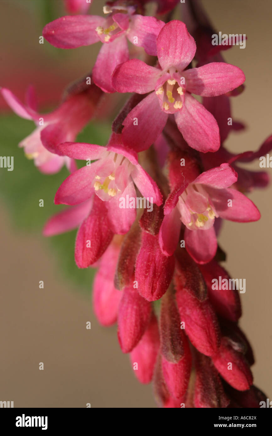 Red Flowering Currant - Ribes sanguineum Stock Photo