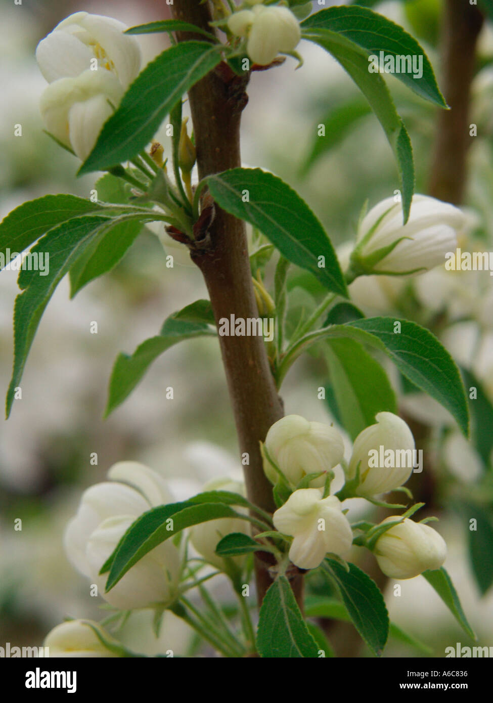 Crab Apple Blossom Stock Photo Alamy