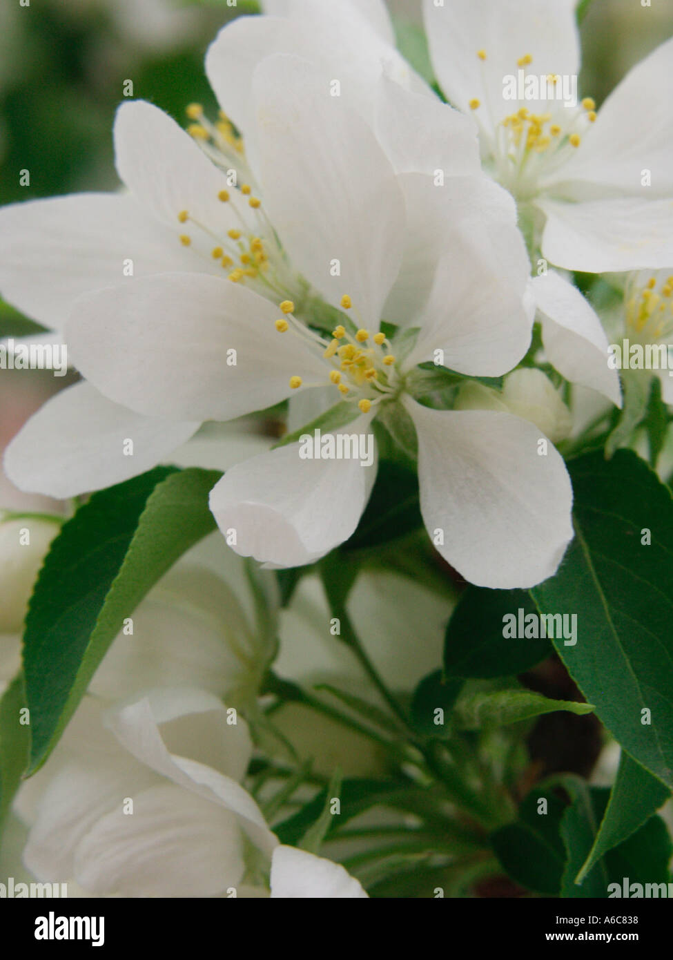 Crab Apple Blossom Stock Photo Alamy