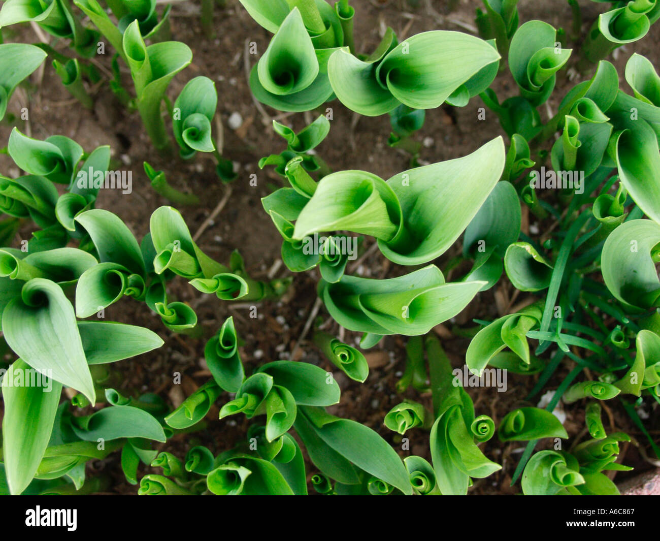 Lilly of the Valley Stock Photo - Alamy