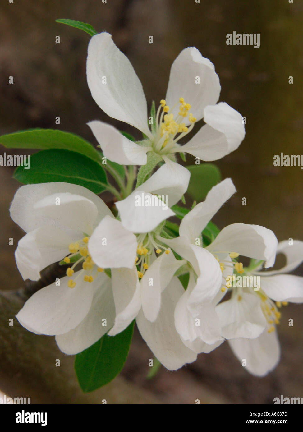 Crab Apple Blossom Stock Photo Alamy