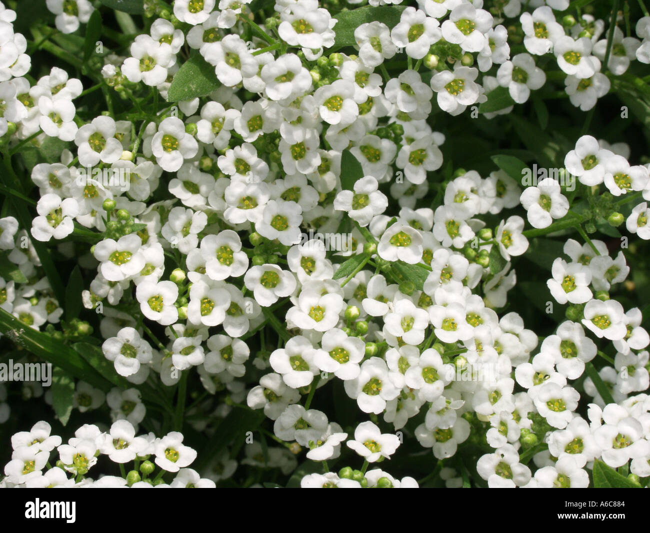 Alysum hi-res stock photography and images - Alamy