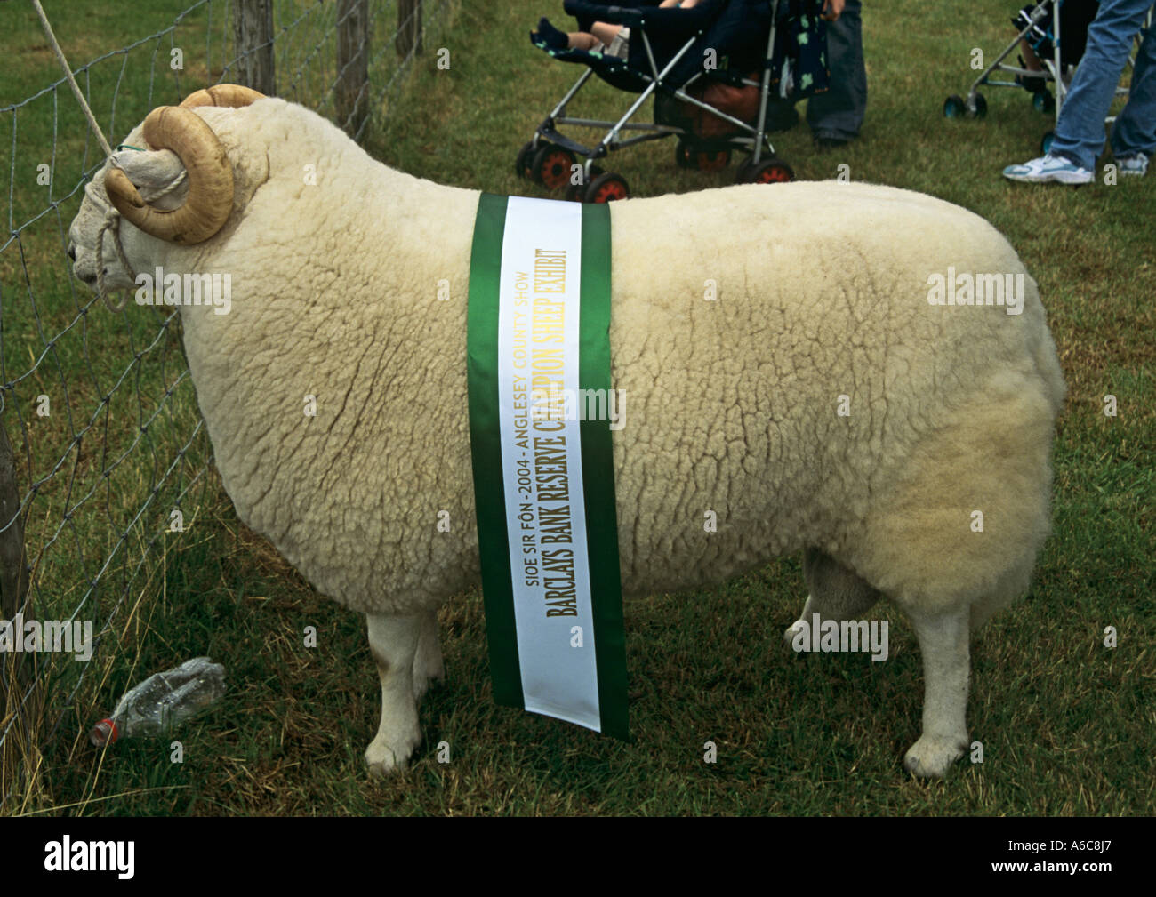 ANGLESEY SHOW GWALCHMAI August Pedigree Welsh Mountain Sheep Prize