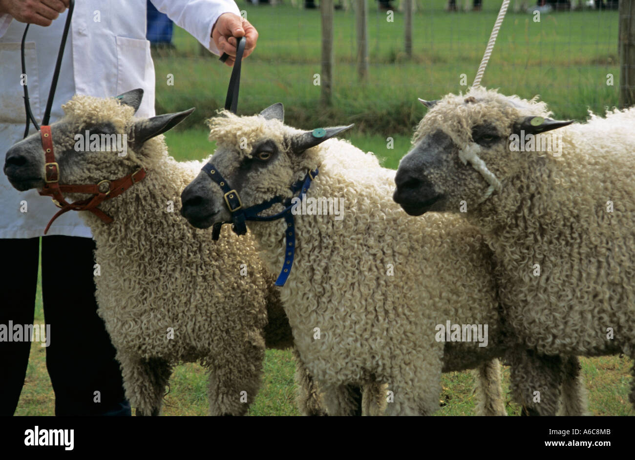 August Three Teeswater sheep entries in the Rare Sheep Breeds Category