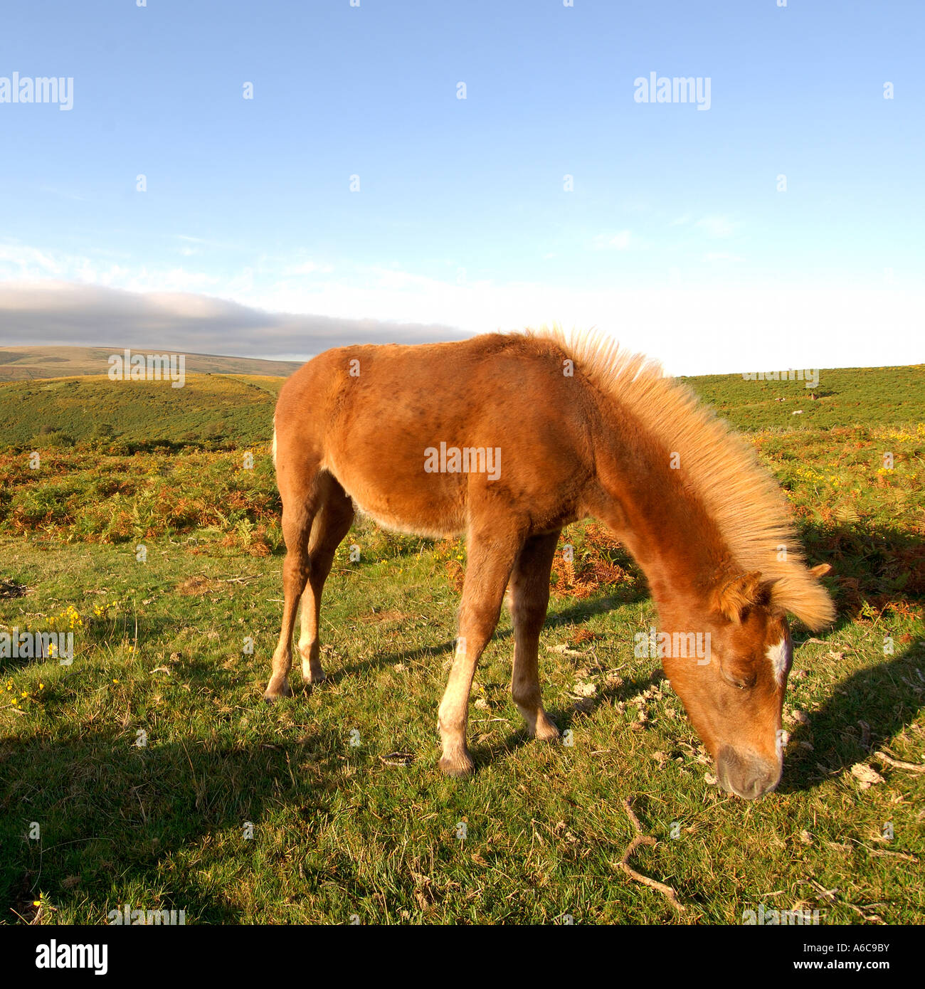 Dartmoor pony trek hires stock photography and images Alamy