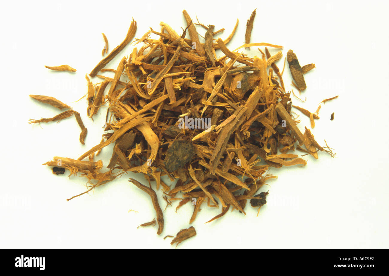 ratanhia rhatany root medicinal plant krameria triandra Stock Photo