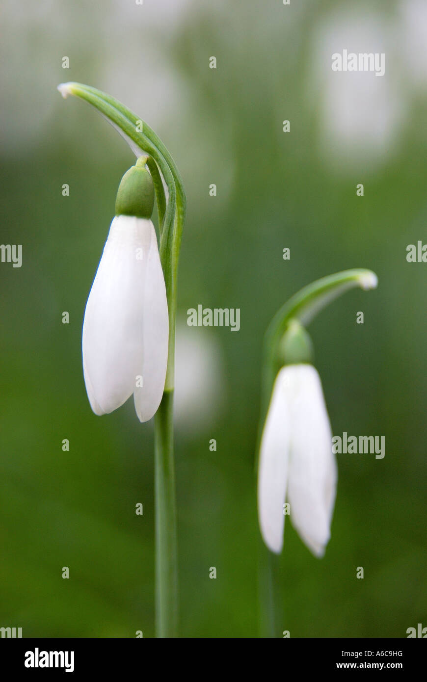 Pair of snowdrops Galanthus nivalis in very early spring with flowers still closed growing wild in short grass Stock Photo