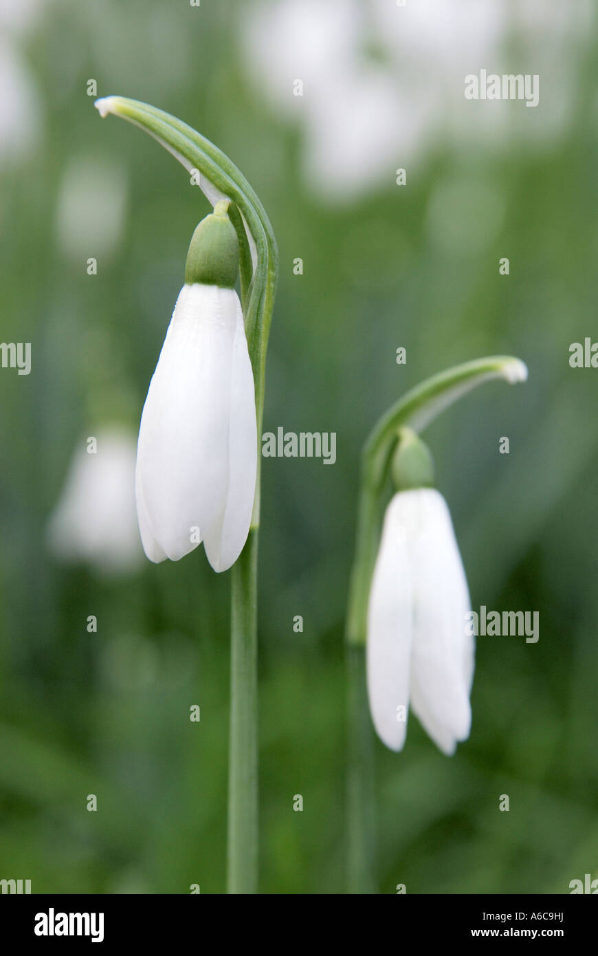 Pair of snowdrops Galanthus nivalis in very early spring with flowers still closed growing wild in short grass Stock Photo