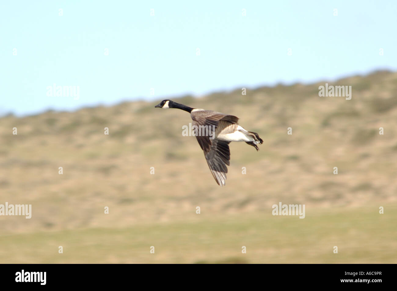 Canada Goose Branta canadensis in flight with wings outstretched catching the air and slowing down preparing to land Stock Photo