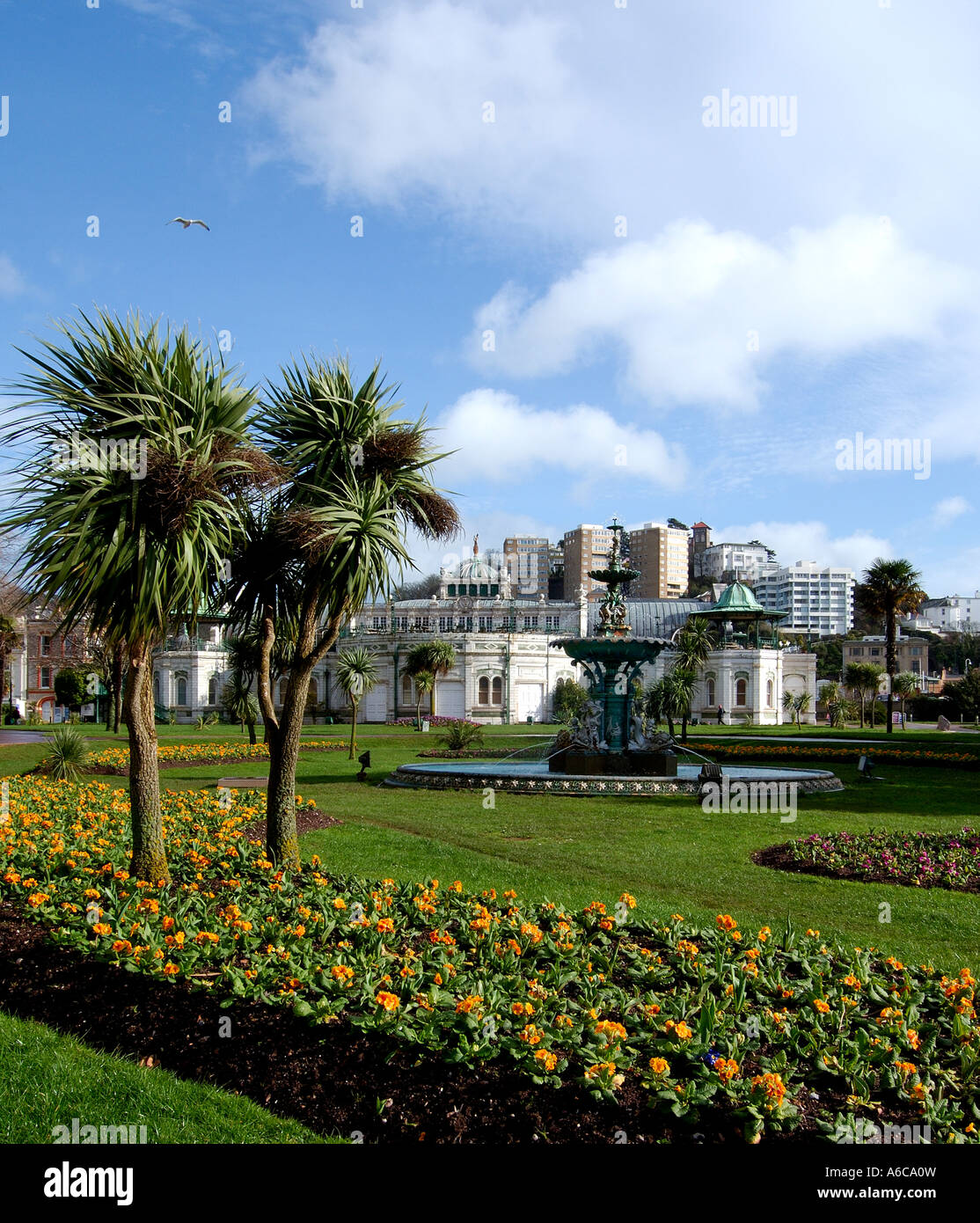 Palm trees on Torquay promenade with the fountain and pavilion in the background Stock Photo