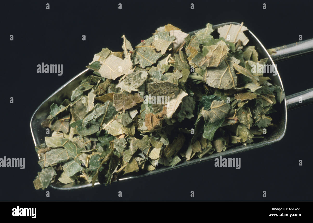 Rubus Tea Rubus fruticosus Brombeere medicinal plant leaves tea Stock Photo - Alamy