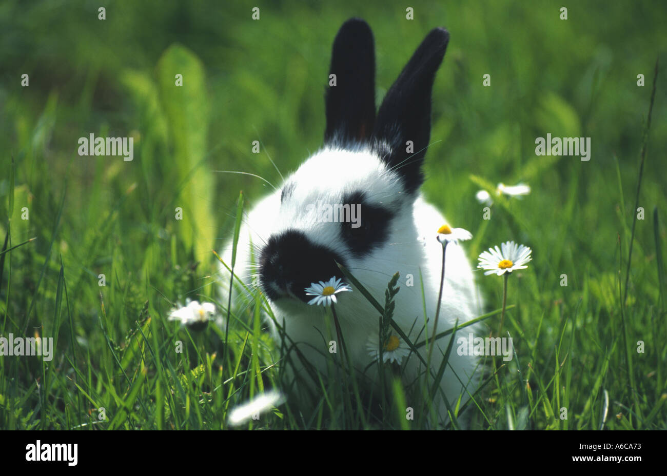 young rabbit white grey black Stock Photo