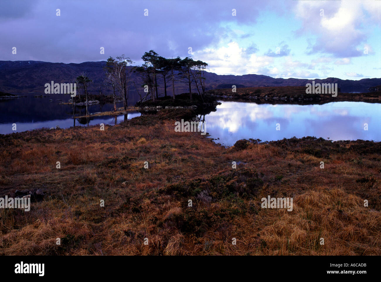 Stand of trees Stock Photo Alamy